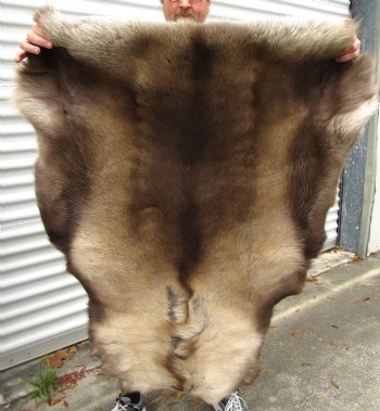 Reindeer Hide, Skin, Without Legs, 47 by 40 inches for $99.99