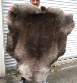 Finland Reindeer Hide, Without Legs, 46 by 40 inches for $99.99