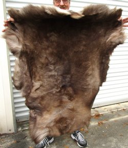 Finland Reindeer Skin With Fur, Without Legs, 44 by 37 inches for $99.99