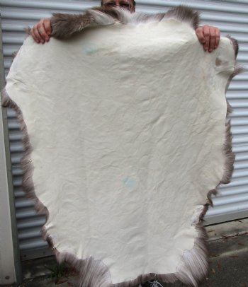 Finland Reindeer Skin With Fur, Without Legs, 44 by 37 inches for $99.99