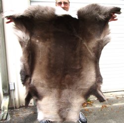 Authentic Finland Reindeer Hide, Skin 48 by 44 inches for $154.99