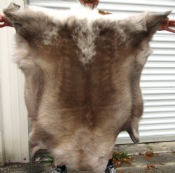 Real Reindeer Hide from Finland 41 by 40 inches for $154.99