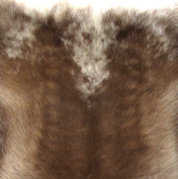 Real Reindeer Hide from Finland 41 by 40 inches for $154.99