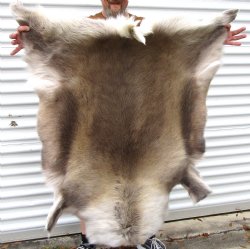 Reindeer Hide from Finland 45 by 44 inches for $154.99