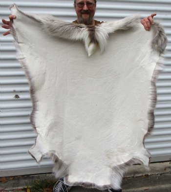 Reindeer Hide from Finland 45 by 44 inches for $154.99