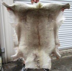 Genuine Reindeer Hide, Skin with Light Fur 45 by 42 inches for $154.99
