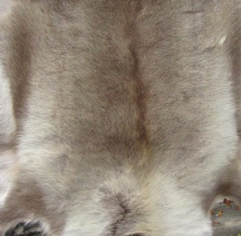 Genuine Reindeer Hide, Skin with Light Fur 45 by 42 inches for $154.99