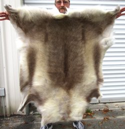 Reindeer Hide from Finland 45 by 43 inches for $154.99