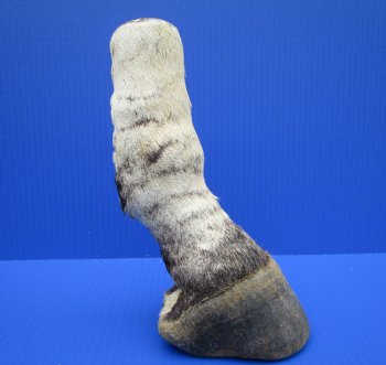 8-1/2 inches Genuine Burchelli's Zebra Foot Mount for $64.99