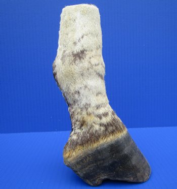 8 inches Genuine Burchelli's Zebra Foot Mount for $64.99
