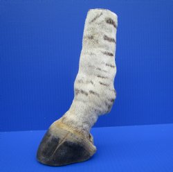 9-3/4 inches Genuine Burchelli's Zebra Foot Mount for $64.99