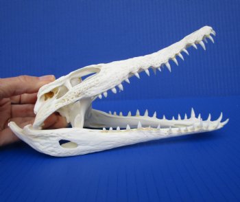 8 inches Genuine Nile Crocodile Skull (CITES #223756) <font color=red> Good quality</font> for $99.99 <font color=red> Sale</font>