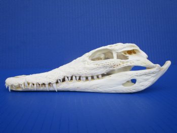8 inches Genuine Nile Crocodile Skull (CITES #223756) <font color=red> Good quality</font> for $99.99 <font color=red> Sale</font>