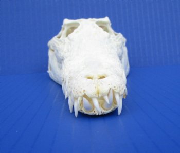 8 inches Genuine Nile Crocodile Skull (CITES #223756) <font color=red> Good quality</font> for $99.99 <font color=red> Sale</font>