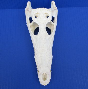 8 inches Genuine Nile Crocodile Skull (CITES #223756) <font color=red> Good quality</font> for $99.99 <font color=red> Sale</font>