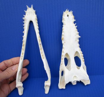 8 inches Genuine Nile Crocodile Skull (CITES #223756) <font color=red> Good quality</font> for $99.99 <font color=red> Sale</font>