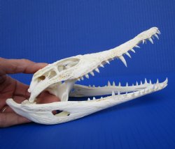 8 inches Genuine Nile Crocodile Skull (CITES #223756) <font color=red> Good quality</font> for $99.99 <font color=red> Sale</font>