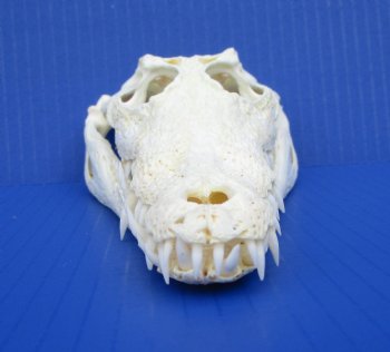 8 inches Genuine Nile Crocodile Skull (CITES #223756) <font color=red> Good quality</font> for $99.99 <font color=red> Sale</font>