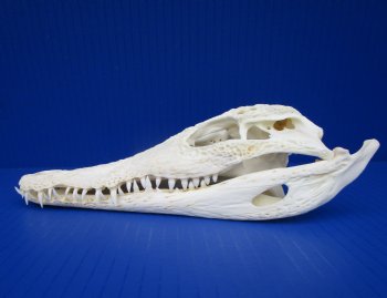 8 inches Genuine Nile Crocodile Skull (CITES #223756) <font color=red> Good quality</font> for $99.99 <font color=red> Sale</font>