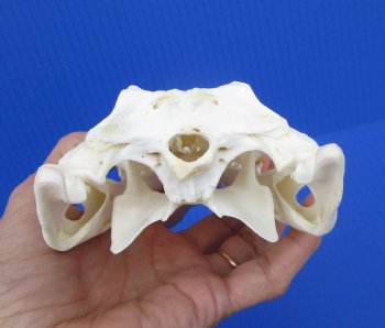 8 inches Genuine Nile Crocodile Skull (CITES #223756) <font color=red> Good quality</font> for $99.99 <font color=red> Sale</font>