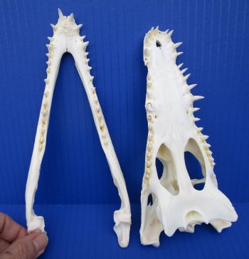 8 inches Genuine Nile Crocodile Skull (CITES #223756) <font color=red> Good quality</font> for $99.99 <font color=red> Sale</font>