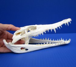 8-1/2 inches Genuine Nile Crocodile Skull (CITES #223756) for $99.99 <font color=red> Sale</font>