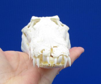 8-1/2 inches Genuine Nile Crocodile Skull (CITES #223756) for $99.99 <font color=red> Sale</font>