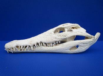 14-3/4 inches Authentic African Nile Crocodile Skull (CITES Permit #263852) for $254.99.99 <font color=red> Sale</font>