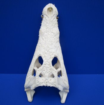 14-3/4 inches Authentic African Nile Crocodile Skull (CITES Permit #263852) for $254.99.99 <font color=red> Sale</font>