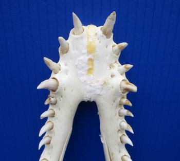 14-3/4 inches Authentic African Nile Crocodile Skull (CITES Permit #263852) for $254.99.99 <font color=red> Sale</font>