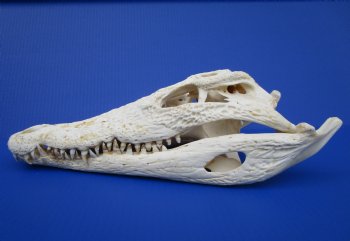15 inches Nile Crocodile Skull (CITES Permit #263852) for $299.99 <font color=red> Sale</font> (Delivery Signature Required)