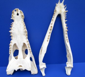 15 inches Nile Crocodile Skull (CITES Permit #263852) for $299.99 <font color=red> Sale</font> (Delivery Signature Required)