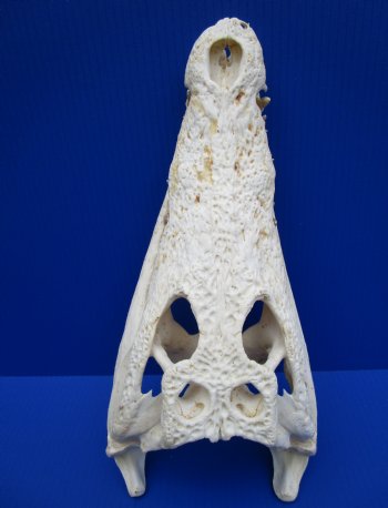 15 inches Nile Crocodile Skull (CITES Permit #263852) for $299.99 <font color=red> Sale</font> (Delivery Signature Required)