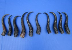 10<font color=red> Polished</font> Male Springbok Horns 8-1/2 to 11-1/4 inches -  $9.00 each