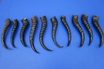 10<font color=red> Polished</font> Male Springbok Horns 8-1/2 to 11-1/4 inches -  $9.00 each