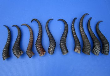 10<font color=red> Polished</font> Male Springbok Horns 9-3/4 to 12 inches -  $9.00 each