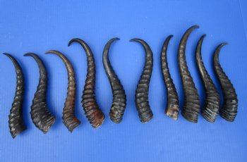 10<font color=red> Polished</font> Male Springbok Horns 9-3/4 to 12 inches -  $9.00 each