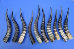 10 Blesbok Horns <font color=red> Polished</font> 12-1/2 and 14-7/8 inches for $14.50 each