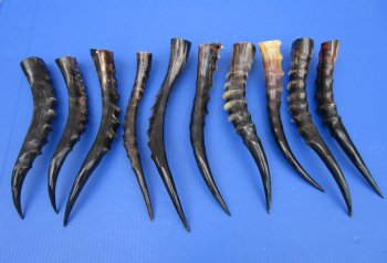 10 Blesbok Horns <font color=red> Polished</font> 12-1/2 and 14-7/8 inches for $14.50 each