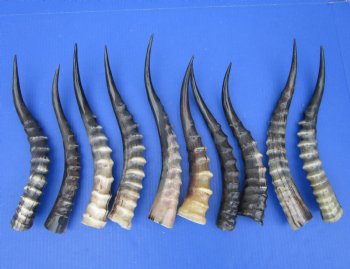 10 Blesbok Horns <font color=red> Polished</font> 12 and 14 inches for $14.50 each