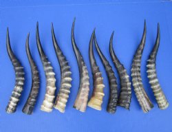 10 Blesbok Horns <font color=red> Polished</font> 12 and 14 inches for $14.50 each
