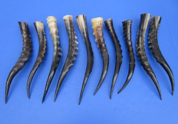 10 Blesbok Horns <font color=red> Polished</font> 12 and 14 inches for $14.50 each