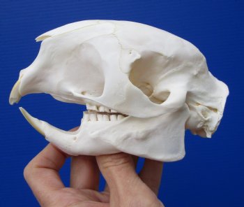 5-1/4 inches Authentic African Cape Porcupine Skull <font color=red> Grade A Quality</font> for $89.99
