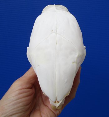 5-1/4 inches Authentic African Cape Porcupine Skull <font color=red> Grade A Quality</font> for $89.99