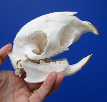 5-1/2 inches African Cape Porcupine Skull <font color=red>Good Quality</font> for $89.99