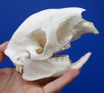 5-1/4 inches Authentic African Cape Porcupine Skull <font color=red> Grade A Quality</font> for $89.99