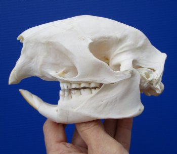 5-1/4 inches Authentic African Cape Porcupine Skull <font color=red> Grade A Quality</font> for $89.99