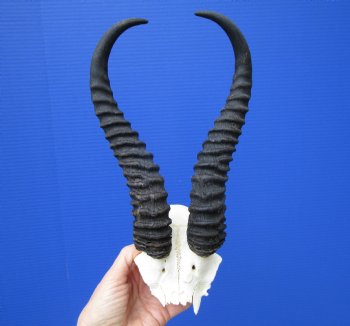 Male Springbok Skull Plate (tiny hole in back) with 11 inches Horns for $39.99