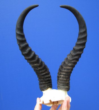 Male Springbok Skull Plate (tiny hole in back) with 11 inches Horns for $39.99