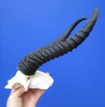 Male Springbok Skull Plate (tiny hole in back) with 11 inches Horns for $39.99